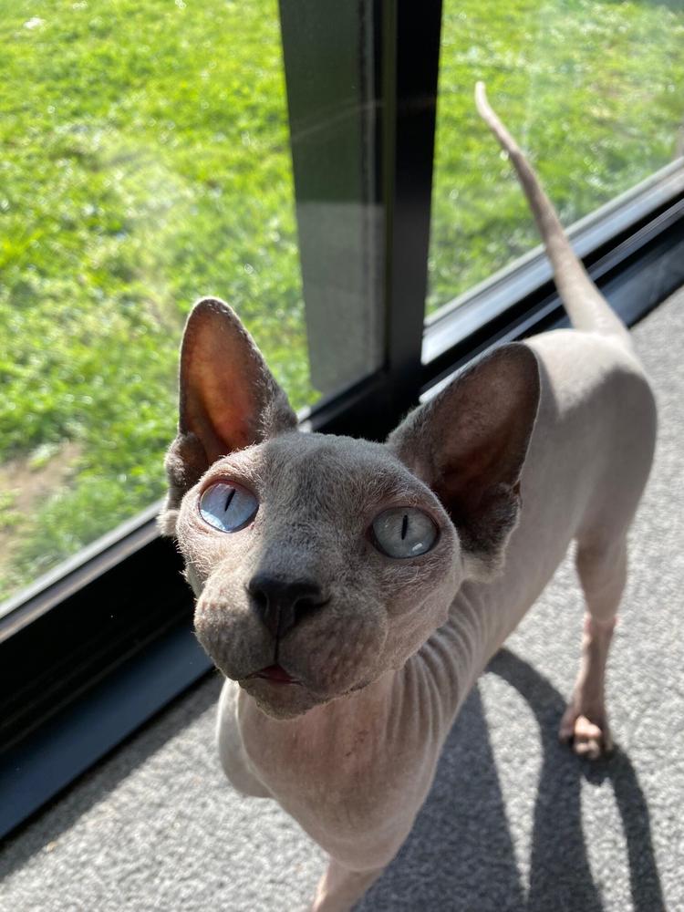 Furrdinand in his foster home.