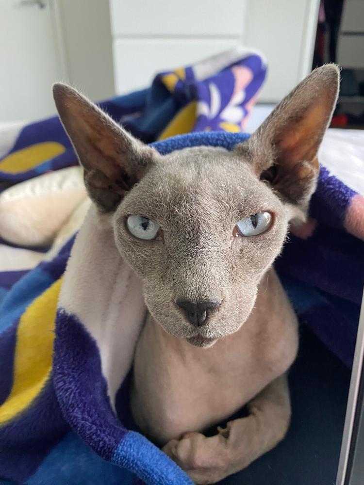 Furrdinand in one of his favourite spots at foster.