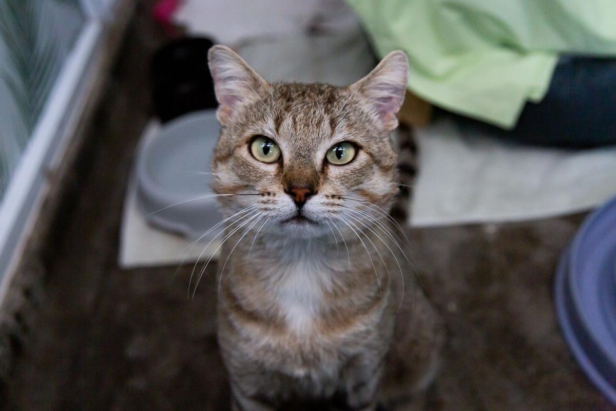 Government refuses to address cat crisis