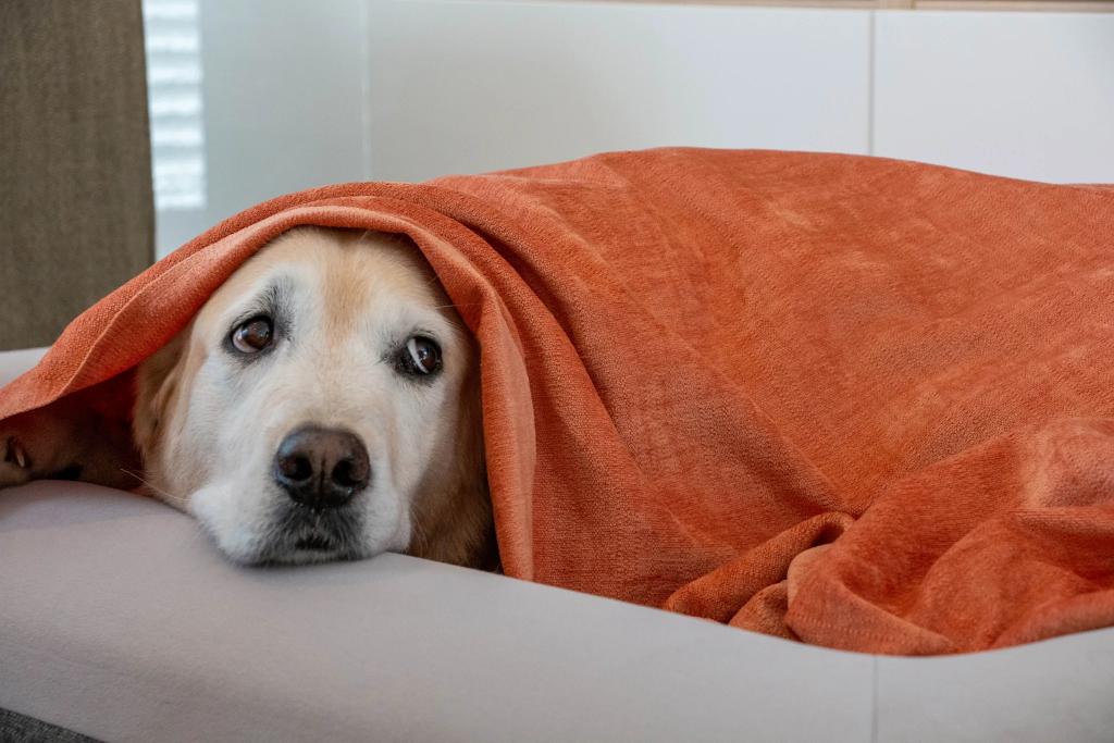 Bach not bark - Concert for Animals a radio first on Guy Fawkes 