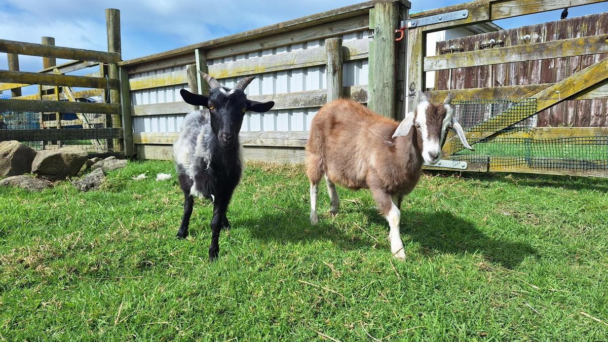 Frog and Olive's fated friendship