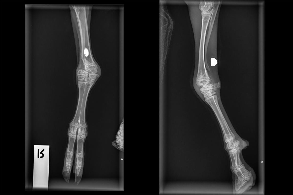 Frog's x-rays, showing the bullet in her leg.
