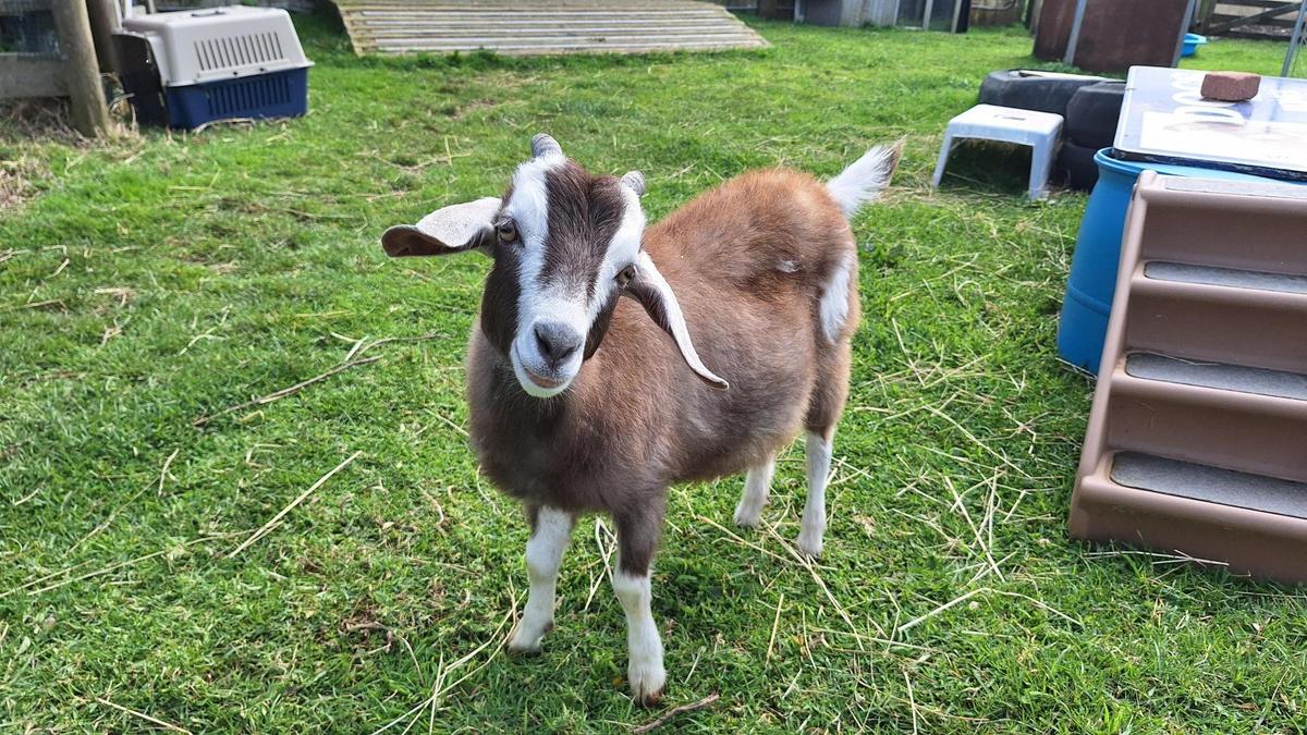 Olive in one of our Centre paddocks, enjoying her new life.