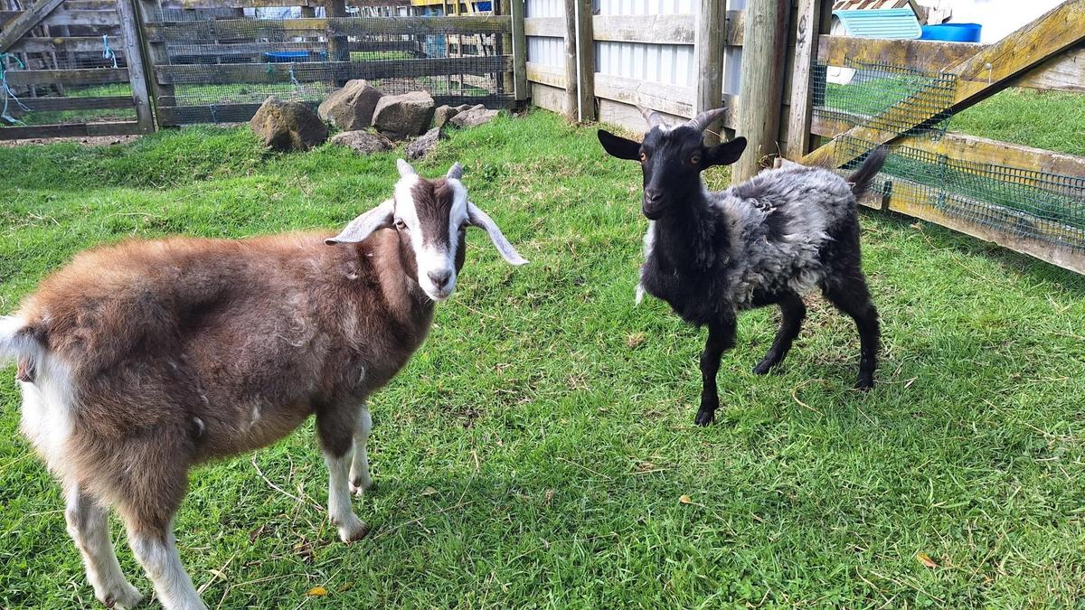 Frog and Olive bonded quickly, becoming fast friends.