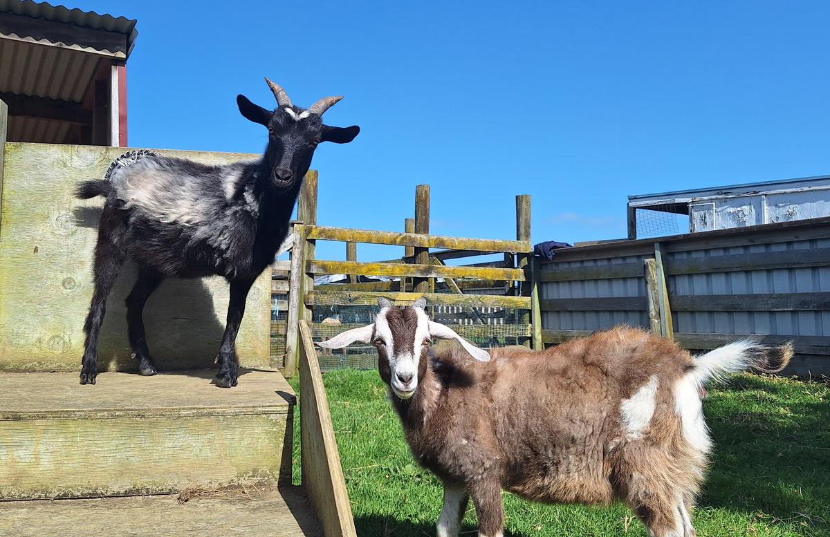 Frog learned to hop and climb with Olive's help.
