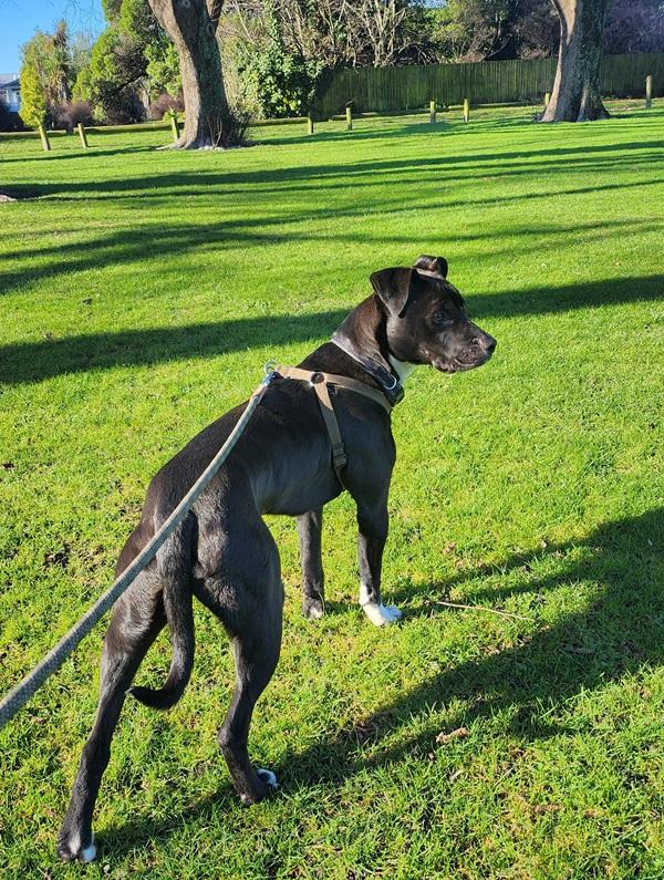 Black healthy dog on lead outside