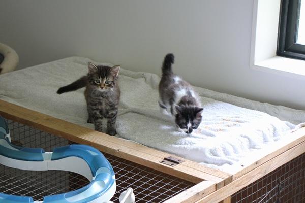 SPCA foster kittens in foster space
