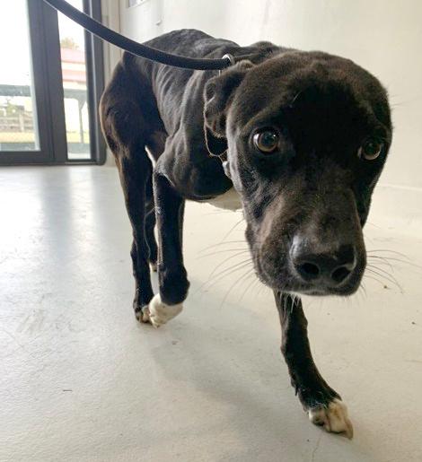 Black emaciated dog on lead, looking scared