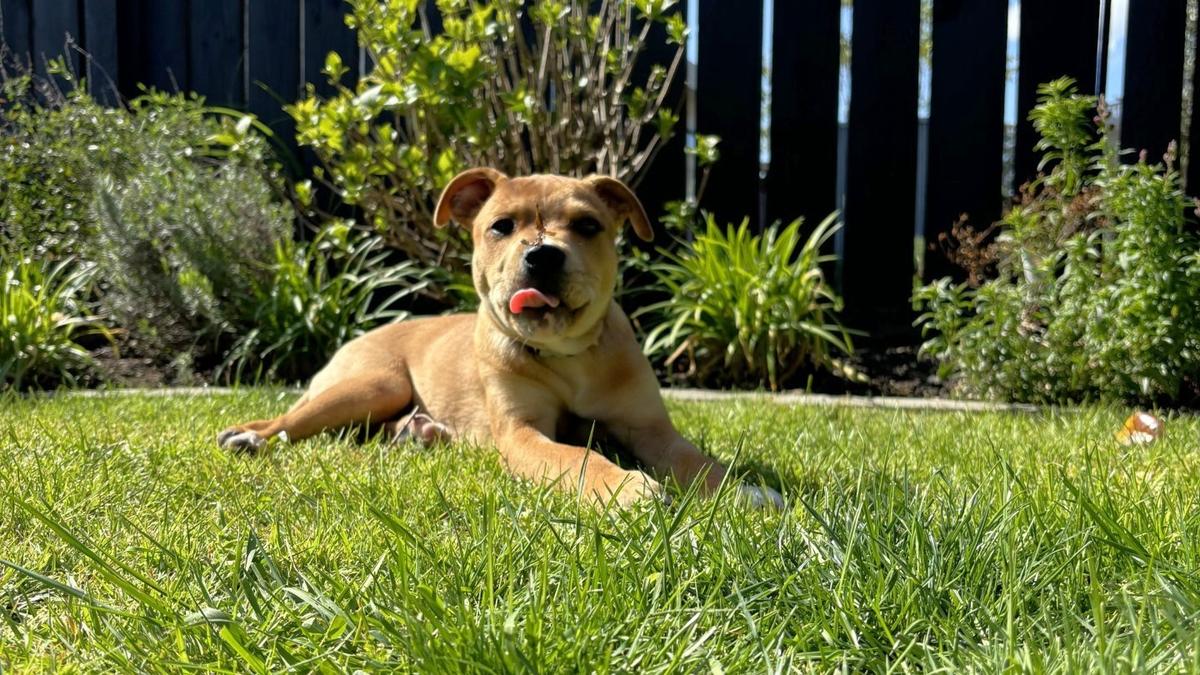 From Rescued to Rehomed: Cooper's Story