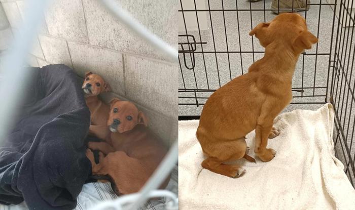 Two small malnourished puppies at SPCA