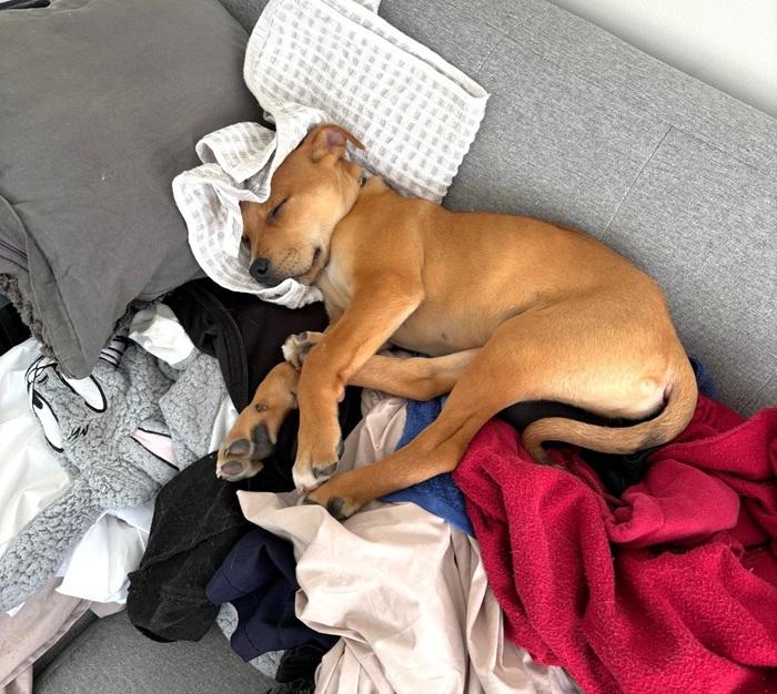 Puppy sleeping on couch in pile of laundry