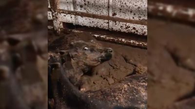 Survey shows Government lacks mandate to repeal live export 