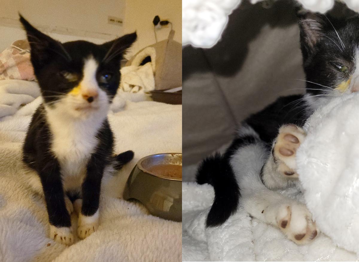 A small black and white cat suffering from cat flu, appearing lethargic and unwell.