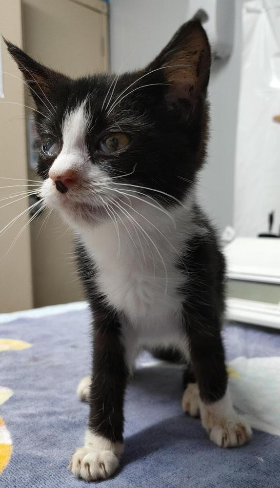 A small black and white kitten, unwell but with a bit of energy.
