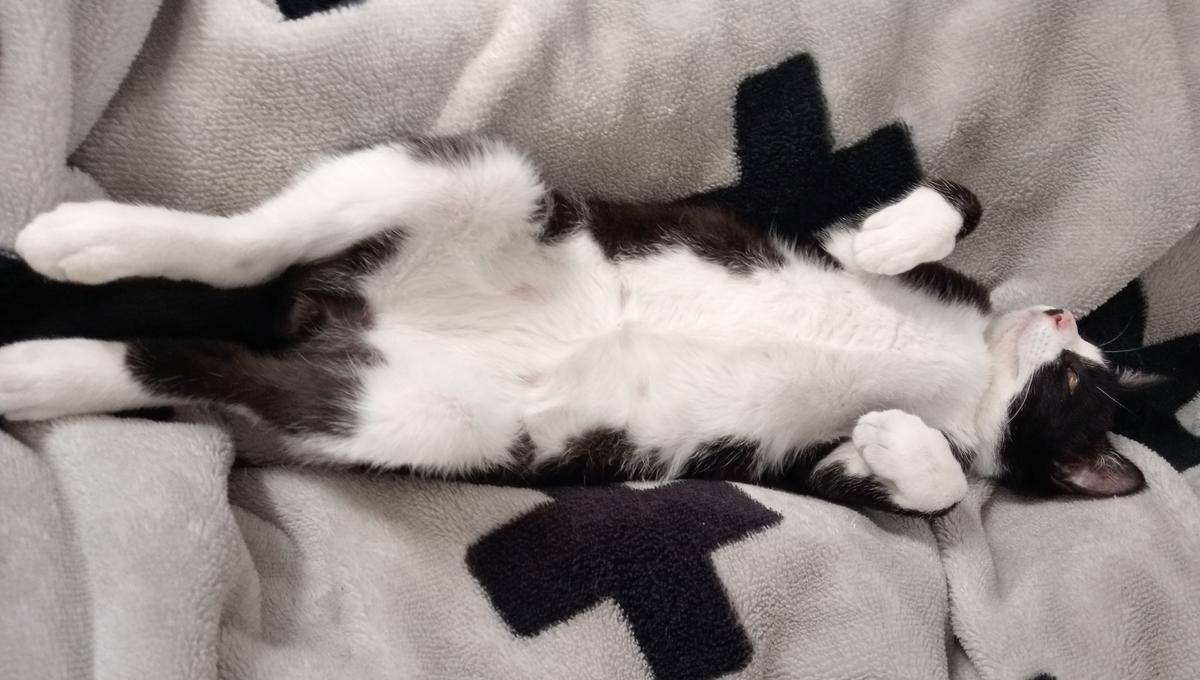 A black and white kitten belly-up on a blanket.
