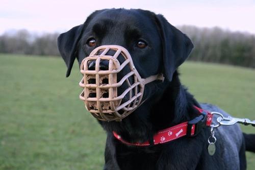 Dog wearing basket muzzle
