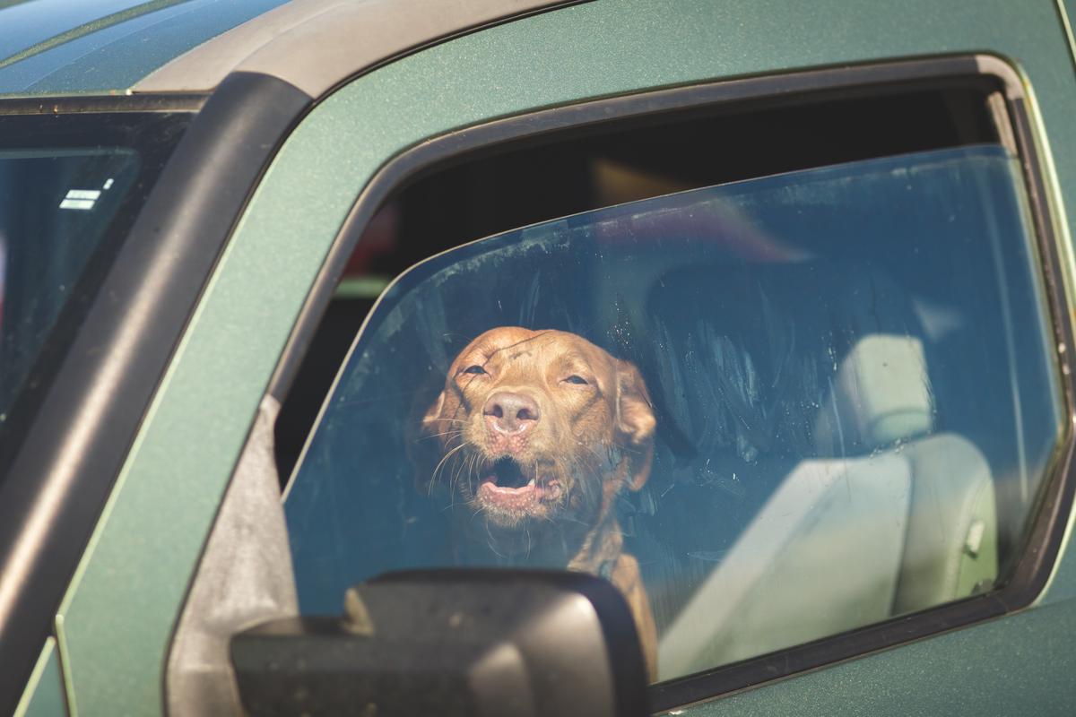 Dog trapped in hot car