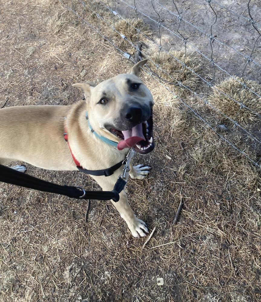 A tan dog with a black snout smiles up at the camera.