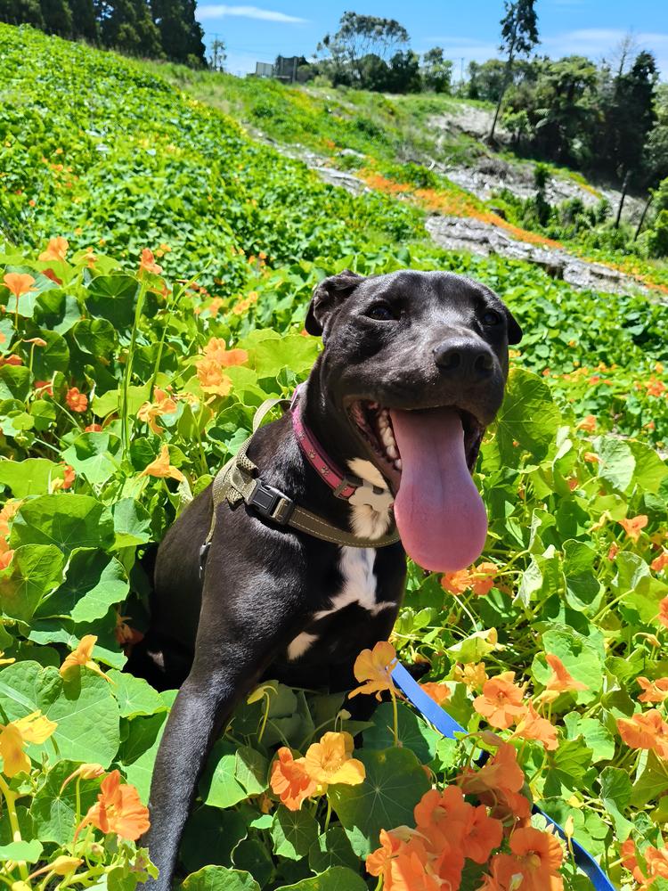 A black dog smiles with her tongue out, sitting in a field of nasturtiums.