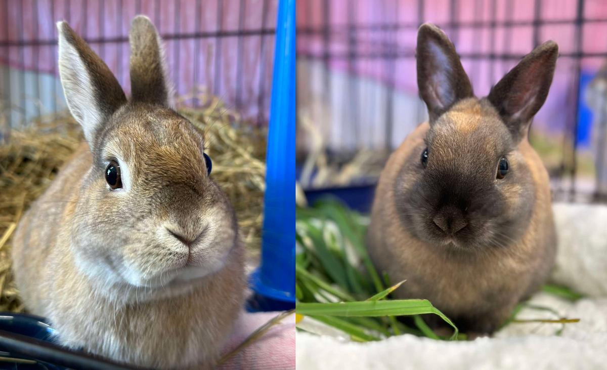 Two small rabbits sit in pens.