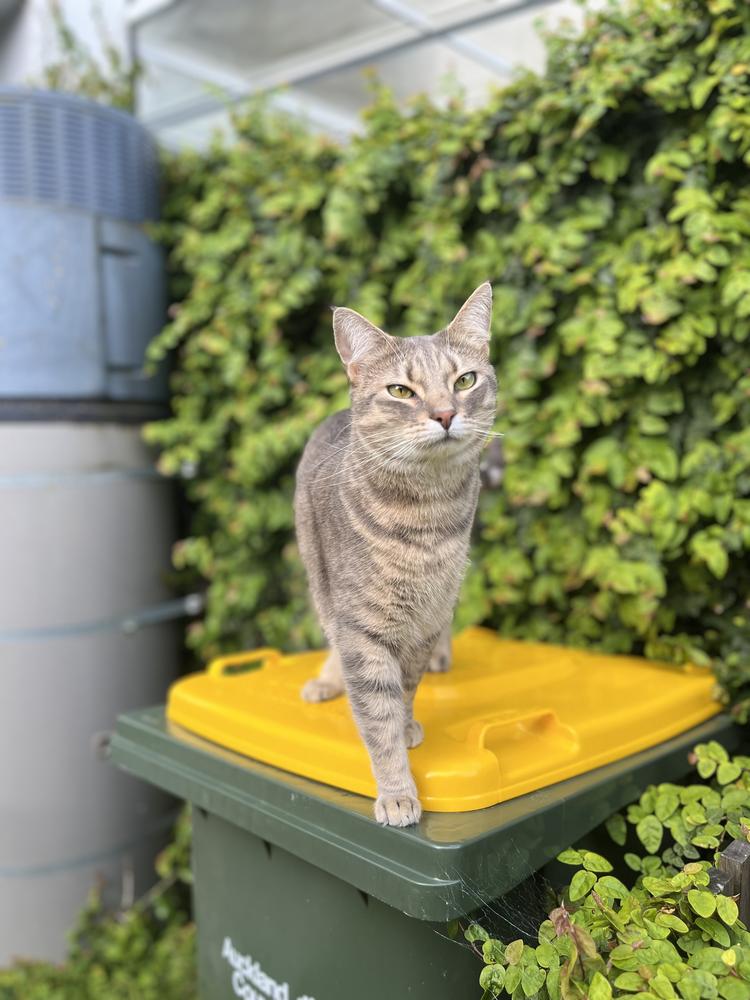 A grey tabby cat stands on a yellow-lidded green bin, blinking softly at the camera.