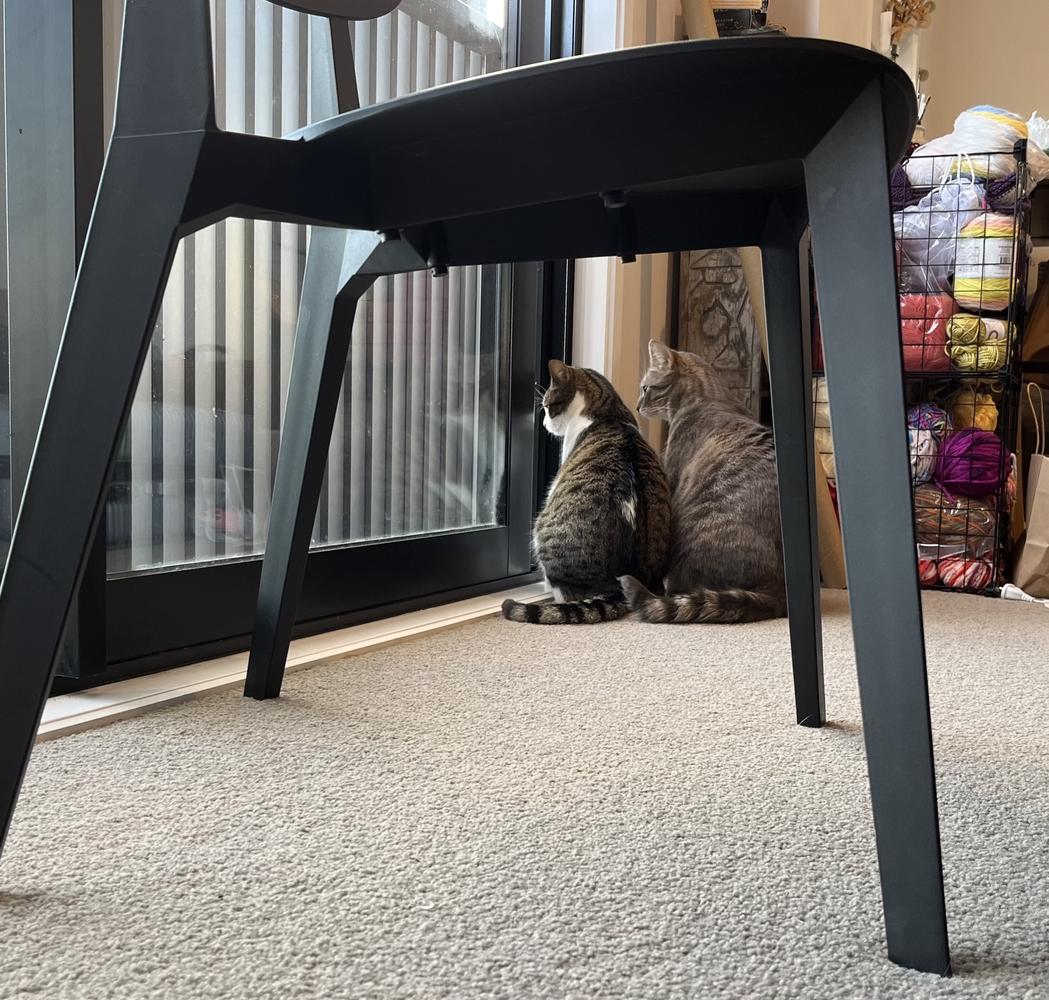 Two cats stand together, looking out a closed balcony door.