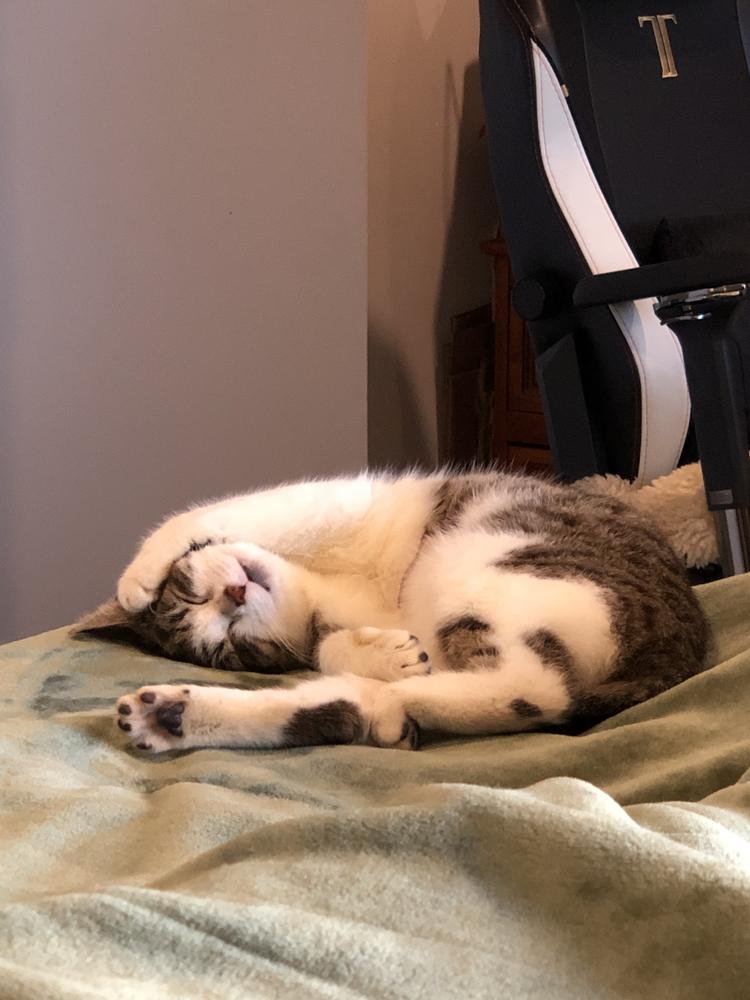 A brown and white cat, upside down and asleep.