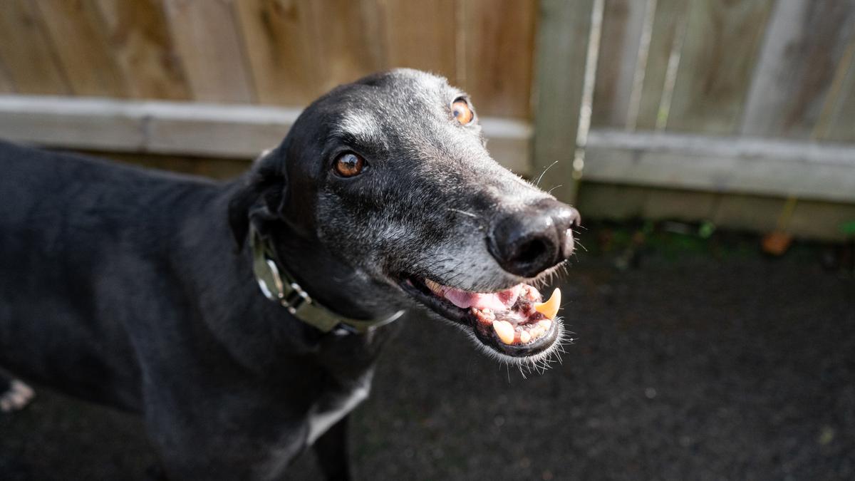 SPCA celebrates ban on greyhound racing in New Zealand