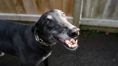 SPCA celebrates ban on greyhound racing in New Zealand