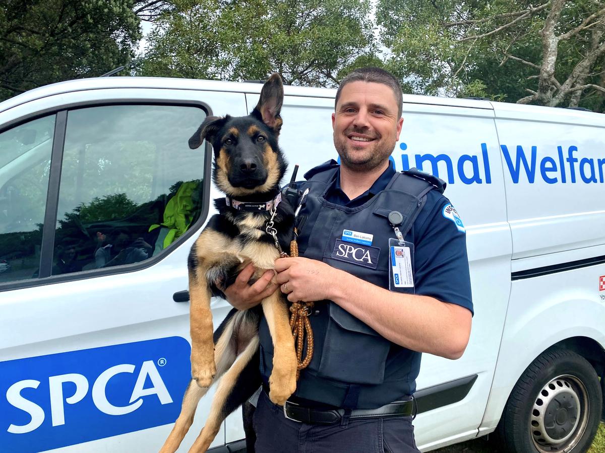 A few minutes is all it can take: Dogs die in hot cars.