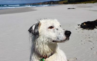 Keep your pets safe as the weather warms up