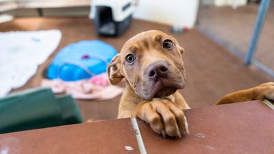 Parvo outbreak linked to animal welfare concerns