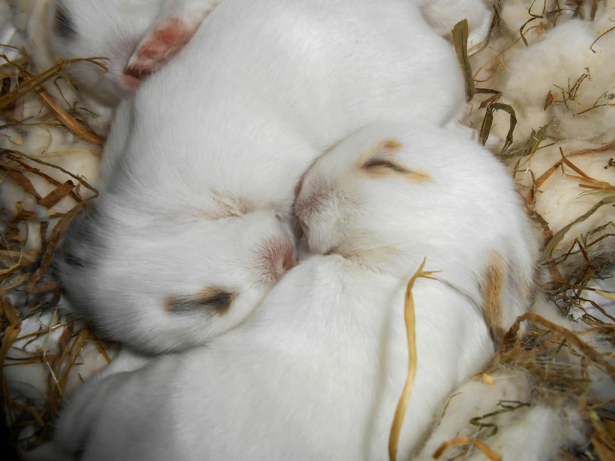 Rabbit kits in a nest