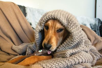 From Rescued to Rehomed: Moot's Story