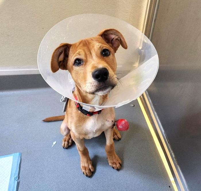 Moot the SPCA dog wearing a cone after surgery