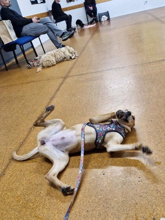 Moot the SPCA dog laying on the ground at puppy school