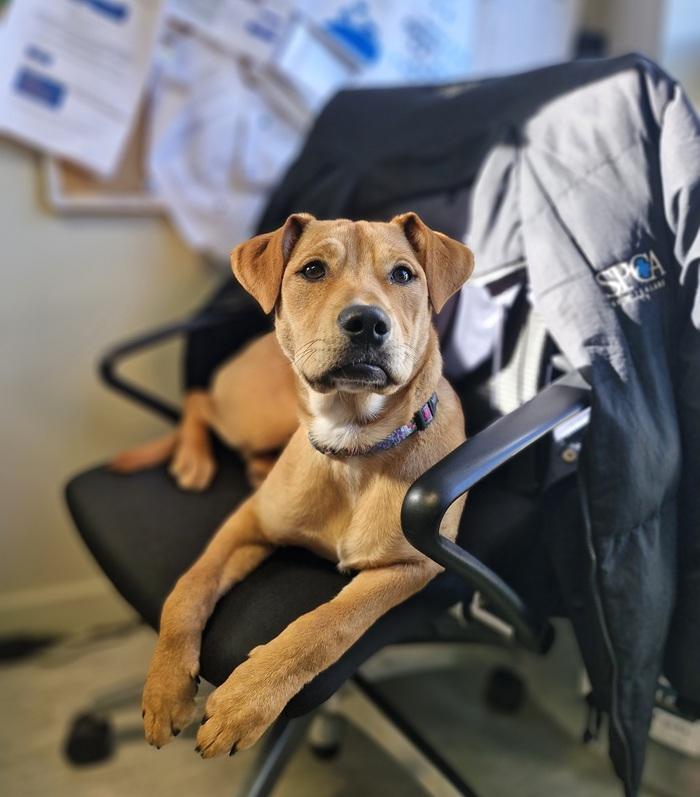 SPCA dog Moot sitting on chair at Wellington Centre