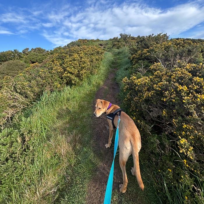 SPCA dog Moot on walk