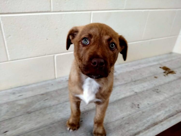 A small brown puppy looks into the camera.