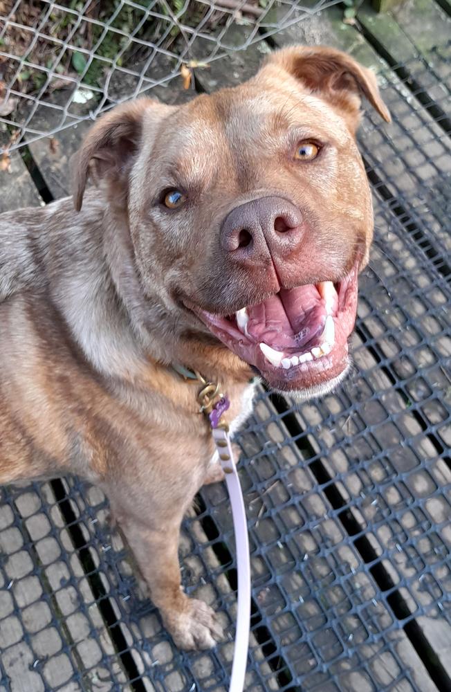 A brown dog stands on a walking path, smiling.