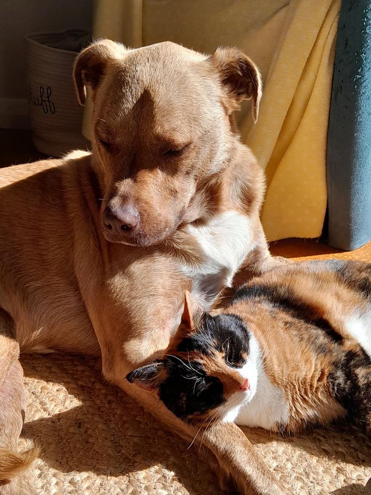 A brown dog cuddles with a smaller calico cat.