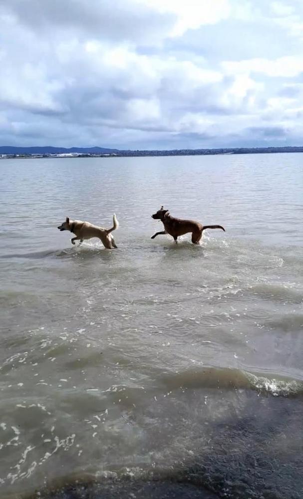 Two dogs run in the water at the beach.