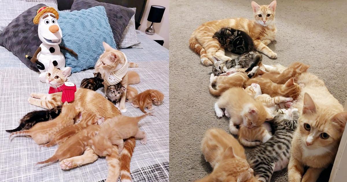 Two orange cats nurse 10 kittens together. In one photo, they are wearing little scarves.