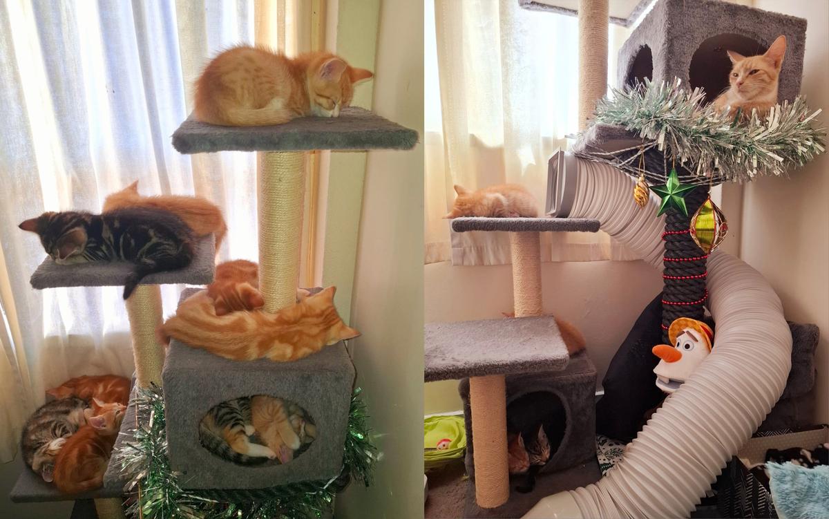 Two adult cats and 10 kittens snooze on a cat tree, which is adorned with a slide.