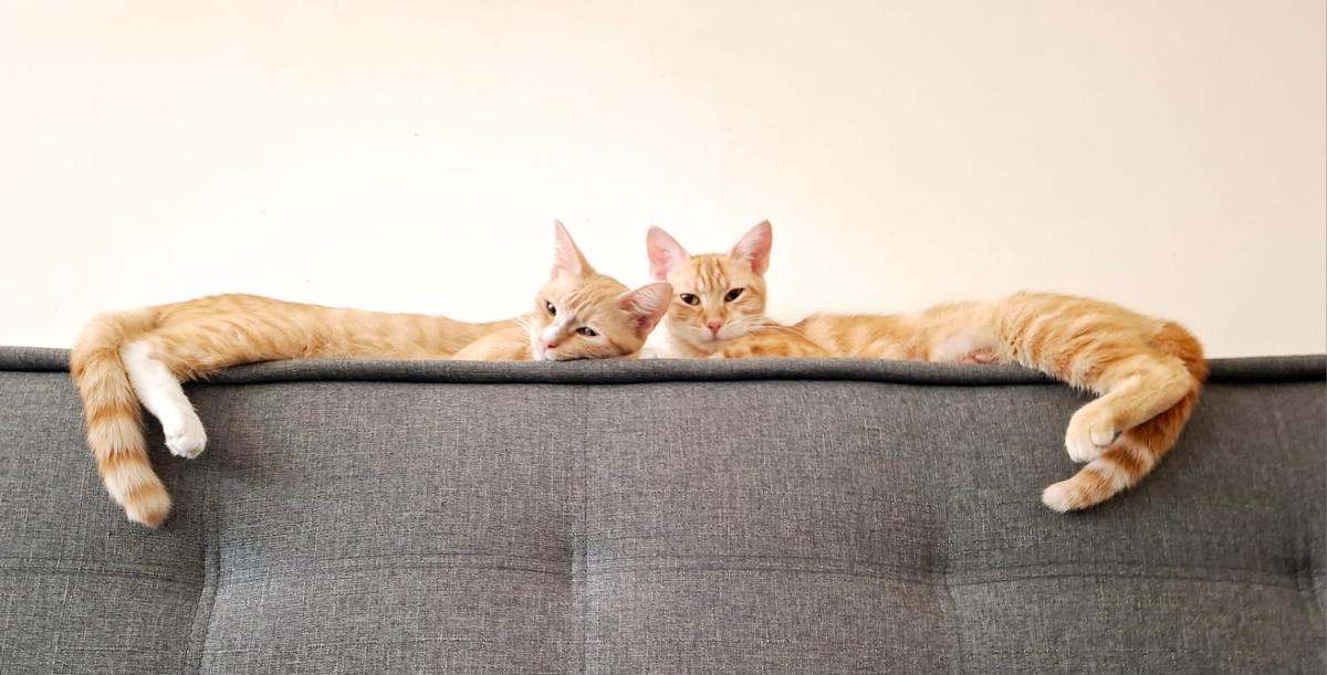 Two orange cats snuggle up together on the back of a couch.