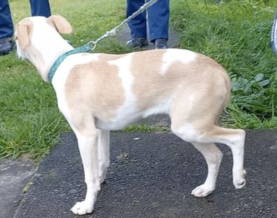 Man sentenced to seven months home detention for beating puppies