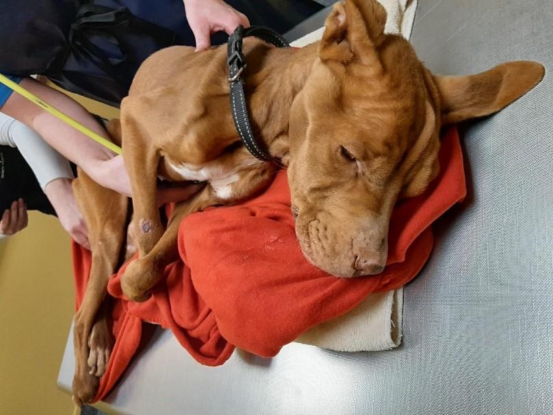 SPCA prosecutes owner for severe neglect of her dog