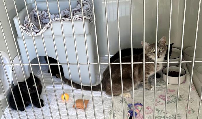 Mother cat and kittens together inside large secure cage with blankets