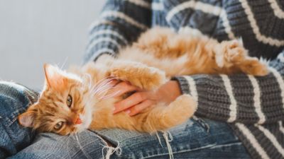 Snip 'n’ Chip: Empowering feline welfare across New Zealand