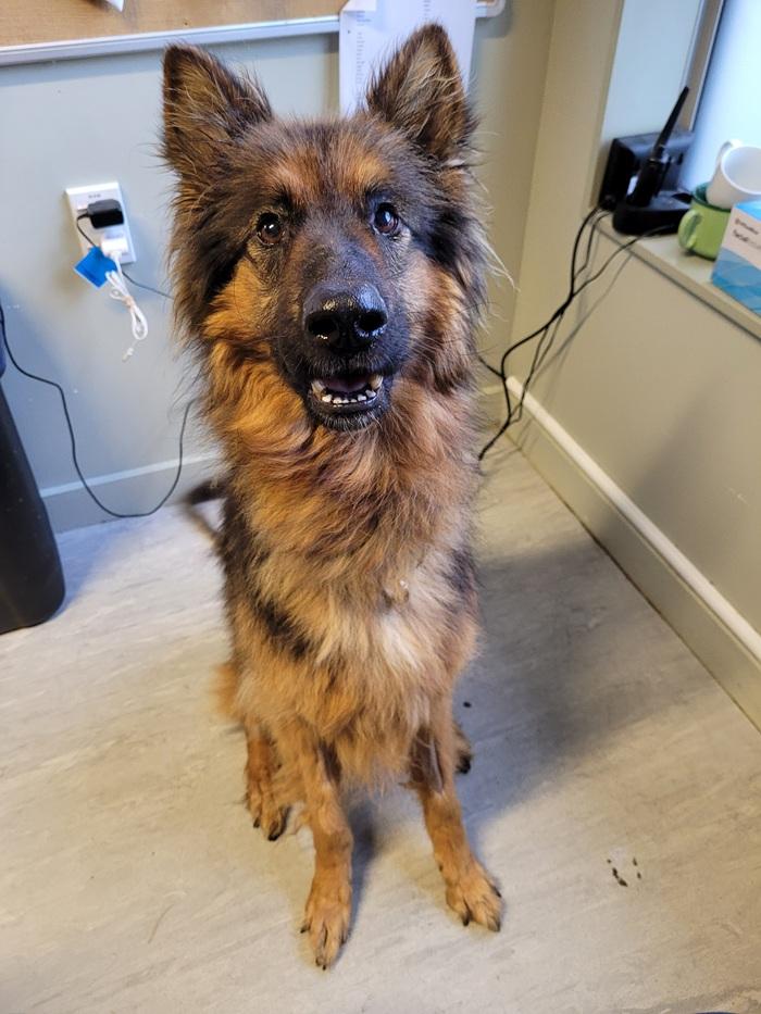 German Shepherd emaciated 